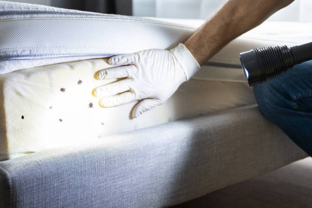Best Local Pest Control Services  in Wildewood, MD