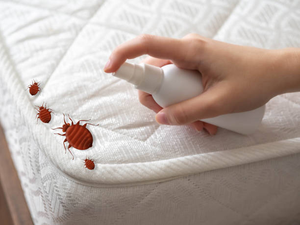 Best Spider Control Near Me  in Wildewood, MD