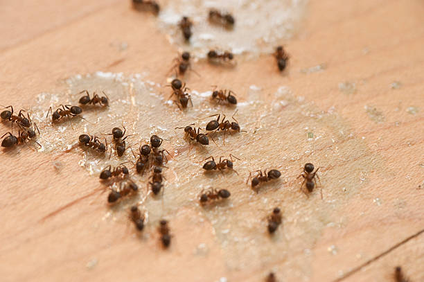 Spider Control Near Me in Wildewood, MD