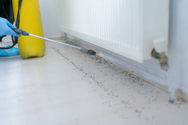 Best Rat Extermination Near Me  in Wildewood, MD